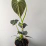 Philadendron Melano Plant Image 4