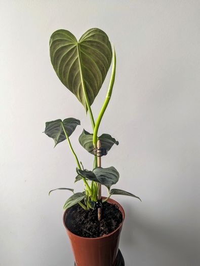 Philadendron Melano Plant