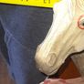 Large Criple Horse Pass Indian Sculpture by Neil J Rose Image 7