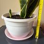 Snake Plant Image 5
