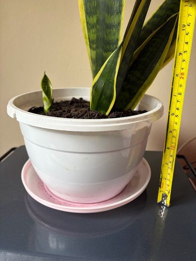 Snake Plant