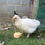 Pet quality roosters and hen Image 5