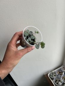 String of Hearts