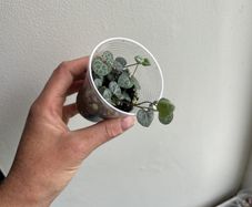 String of Hearts