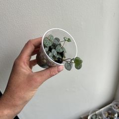 String of Hearts