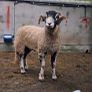 Swaledale rams Image 2