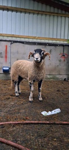 Swaledale rams