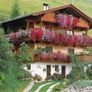 (G) Trailing Geranium Summer Showers seeds 10s (413973) Image 3