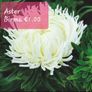 Aster seeds from 1 euro. over 15 different varieties Image 6