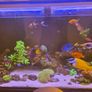 Two 39 inch AI blades for sale - 1 Grow and the other Glow. Image 3