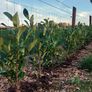 Laurel Hedging Image 6