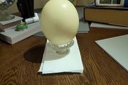 Ostrich egg