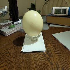 Ostrich egg