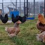Hatching eggs,and dayolds Image 3