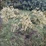 Cytisus praecox Allgold  plant Image 3