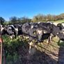 Incalf heifers Image 2