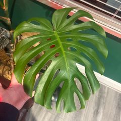 Monstera plant