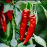 Mini Sweet Pepper Seeds / Sweet Pointed Pepper Seeds Image 4