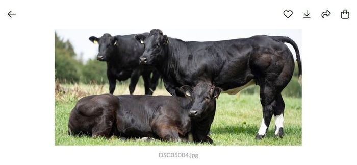 Show cattle - In Calf and Maiden Heifer sale
