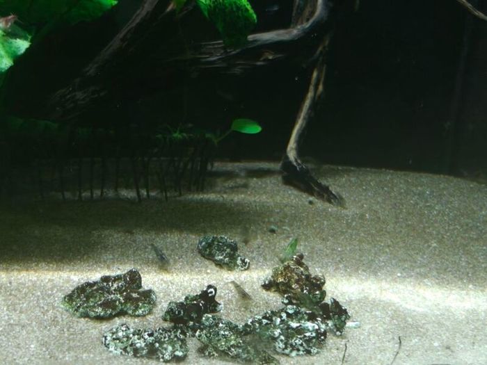Fish tank with accessories and shrimps