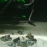 Fish tank with accessories and shrimps Image 5