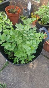 lovage organic