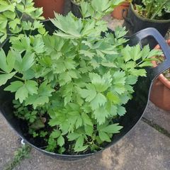 lovage organic