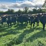 Weanlings Image 5