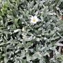 Cerastium tomentosum aka Snow-in-Summer Image 3