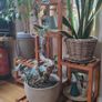 Plant Display Shelf Image 5