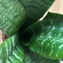Snake plant, Sansevieria Image 3