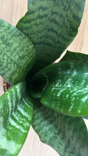 Snake plant, Sansevieria