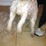 affordable dog grooming Image 2