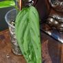 Monstera Obliqua Colombia Image 3