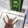 Beautiful Tarantula Encased in a Clear Resin Block Image 6
