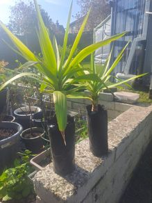 Yucca plant 2ft