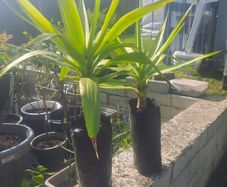 Yucca plant 2ft
