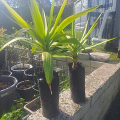 Yucca plant 2ft