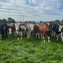 Incalf heifers Image 3