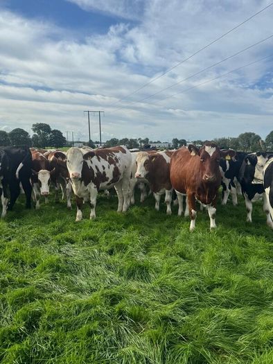 Incalf heifers