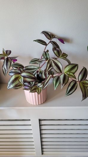 Trailing House Plants.