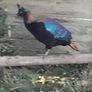 Ornamental Pheasants for sale Image 6
