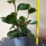 house plant Image 2