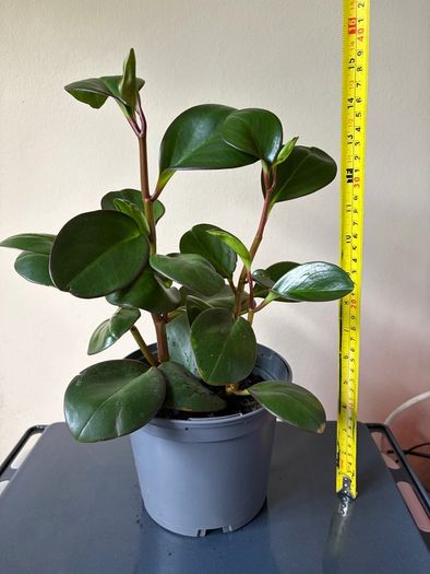house plant