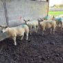 Hoggets Image 2