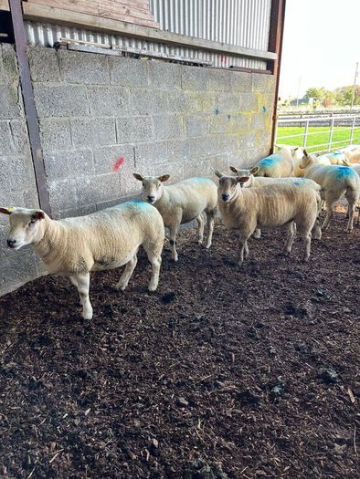 Hoggets