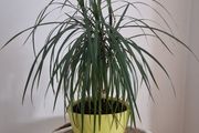 Dracena