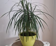 Dracena