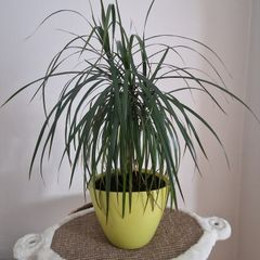 Dracena