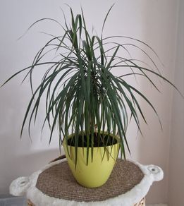 Dracena